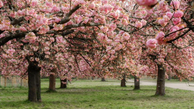 Get Ready for Cherry Blossoms This Spring Around Long Island | Laffey Real Estate